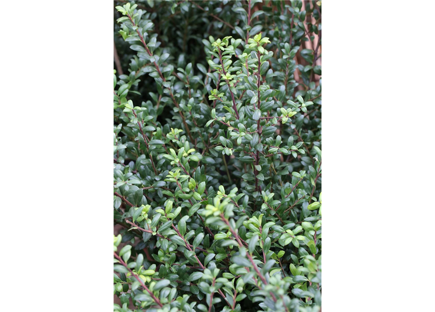 Berg-Ilex 'Ellipta Convex'