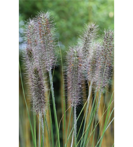 Garten-Federborstengras 'Moudry'