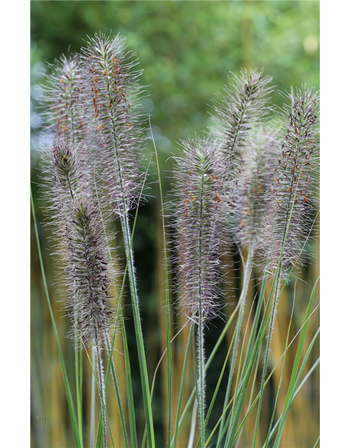 Garten-Federborstengras 'Moudry'