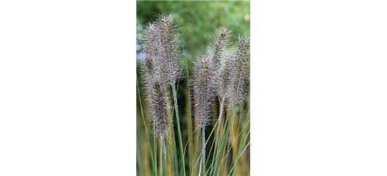 Garten-Federborstengras 'Moudry'