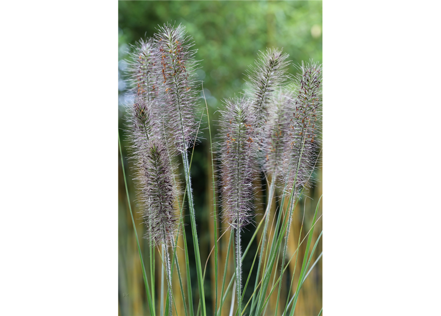 Garten-Federborstengras 'Moudry'