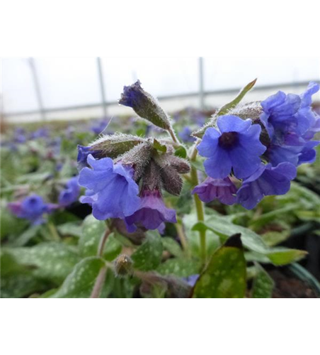 Pulmonaria saccharata 'Trevi Fountain'®