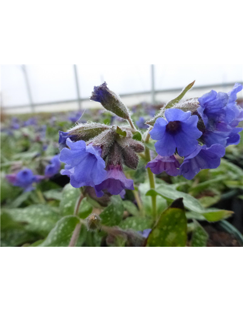 Pulmonaria saccharata 'Trevi Fountain'®