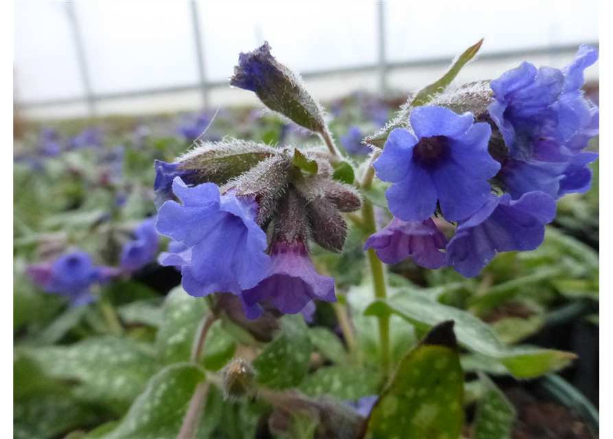 Pulmonaria saccharata 'Trevi Fountain'®