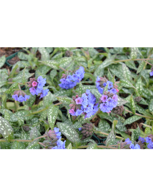 Pulmonaria saccharata 'Trevi Fountain'®