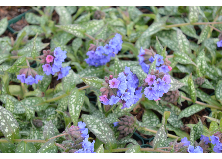 Pulmonaria saccharata 'Trevi Fountain'®