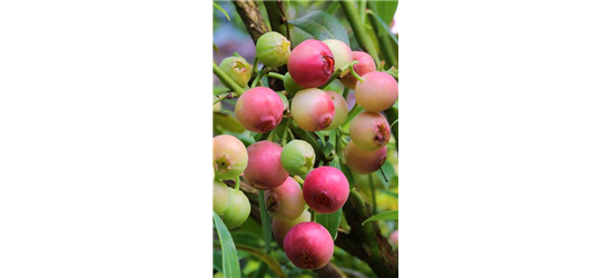 Vaccinium corymbosum 'Pink Lemonade'®