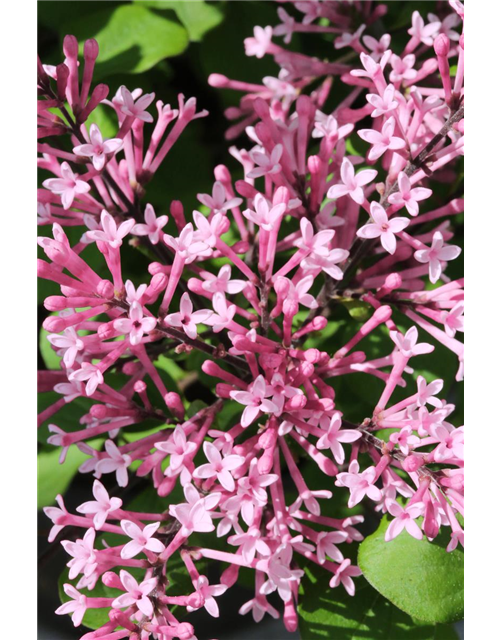 Edelflieder Bloomerang® 'Pink Perfume'(s)