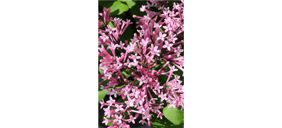 Edelflieder Bloomerang® 'Pink Perfume'(s)