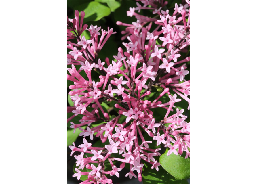 Edelflieder Bloomerang® 'Pink Perfume'(s)