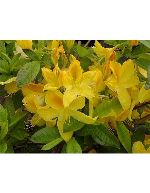 Sommergrüne Azalee 'Goldtopas'