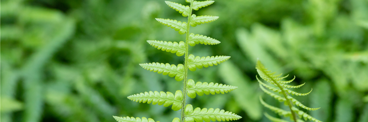 Dryopteris affinis