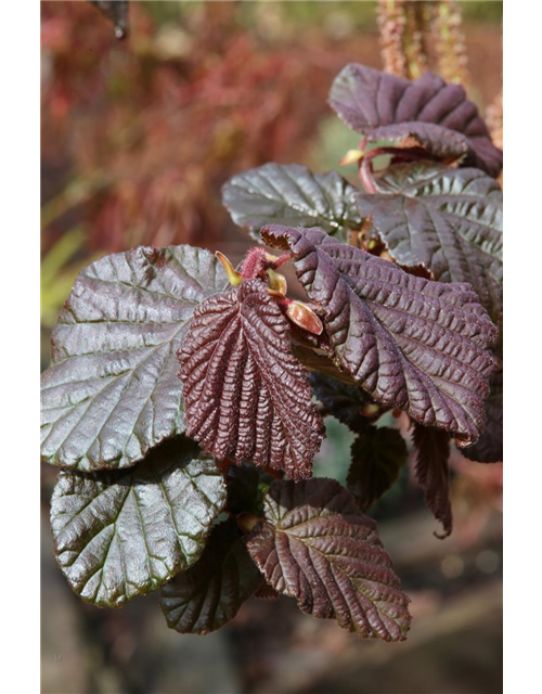 Haselnuss 'Anny´s Purple Dream'(s)