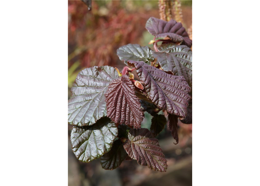 Haselnuss 'Anny´s Purple Dream'(s)