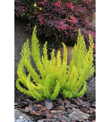 Erica arborea 'Albert's Gold'