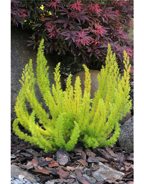 Erica arborea 'Albert's Gold'