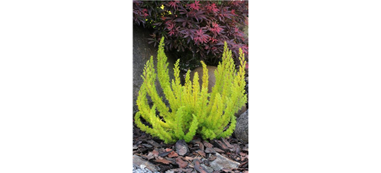 Erica arborea 'Albert's Gold'