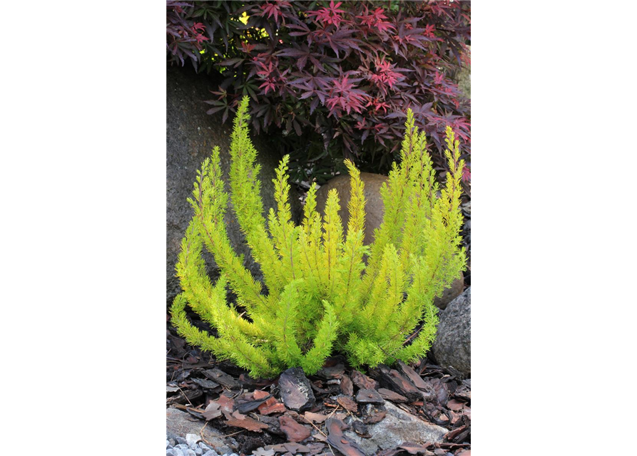 Erica arborea 'Albert's Gold'