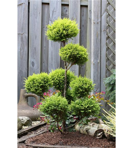 Gelbe Mooszypresse 'Plumosa Aurea'