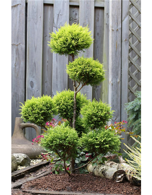 Gelbe Mooszypresse 'Plumosa Aurea'