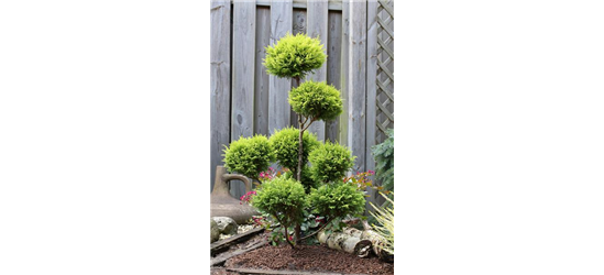 Gelbe Mooszypresse 'Plumosa Aurea'