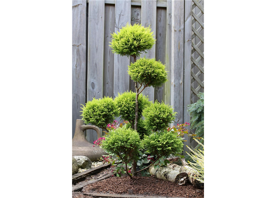 Gelbe Mooszypresse 'Plumosa Aurea'