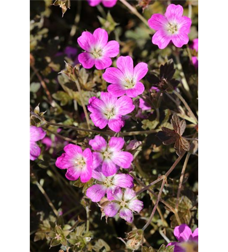 Garten-Storchschnabel 'Orkney Cherry'(s)