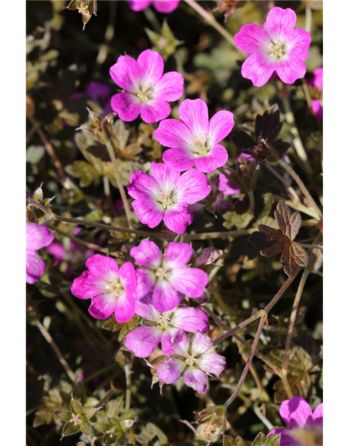 Garten-Storchschnabel 'Orkney Cherry'(s)