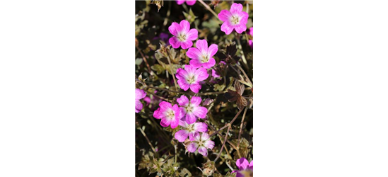 Garten-Storchschnabel 'Orkney Cherry'(s)