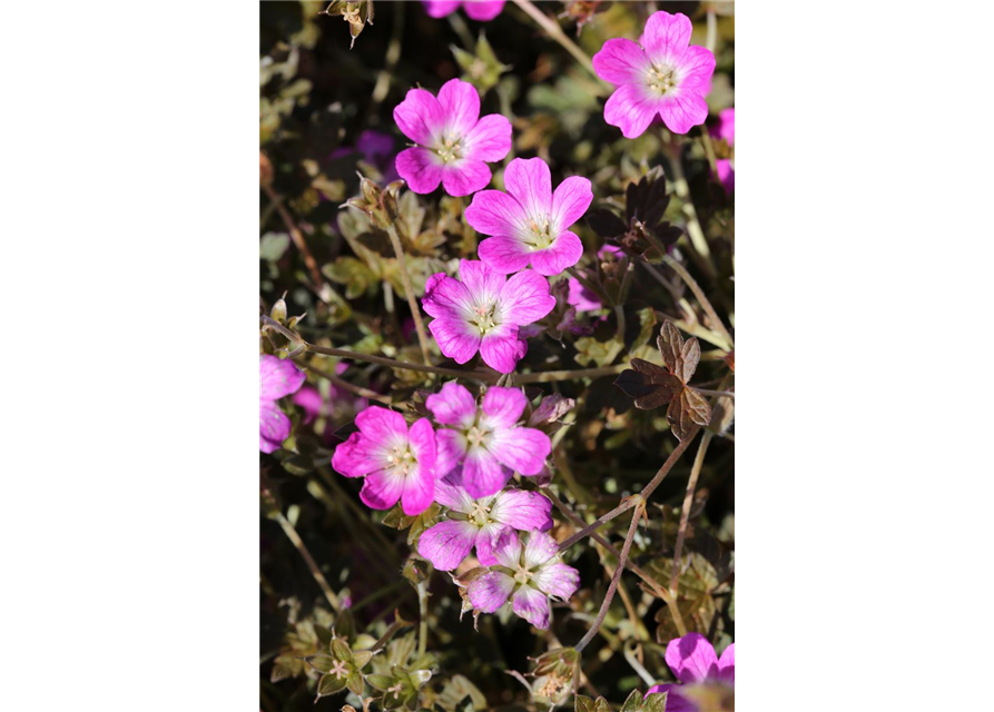 Garten-Storchschnabel 'Orkney Cherry'(s)