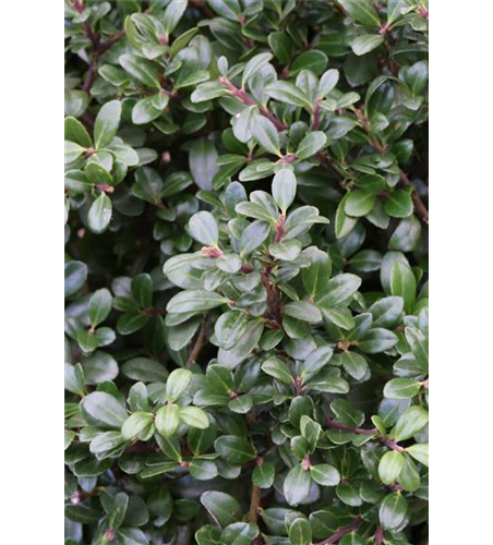 Berg-Ilex 'Glorie Gem'