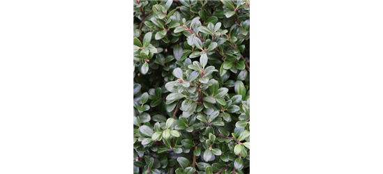 Berg-Ilex 'Glorie Gem'