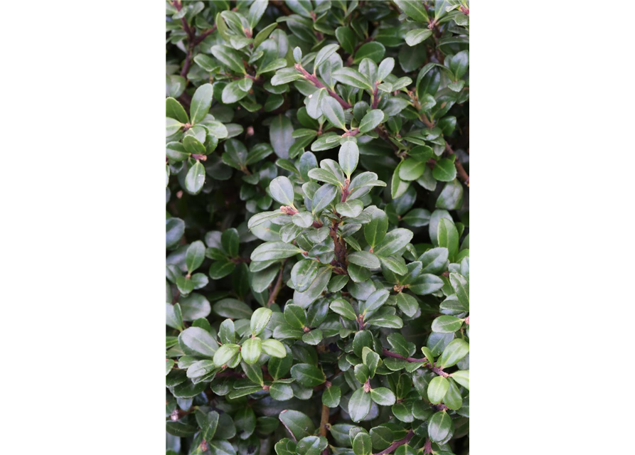 Berg-Ilex 'Glorie Gem'