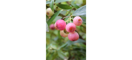 Heidelbeere 'PinkBerry'®