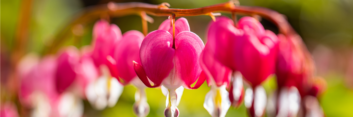 Dicentra spectabilis