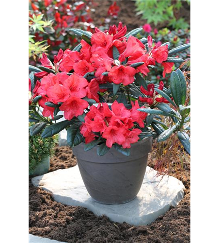 Rhododendron 'Elizabeth Red Foliage'