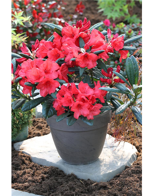 Rhododendron 'Elizabeth Red Foliage'