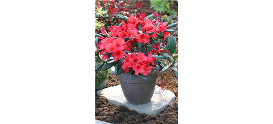 Rhododendron 'Elizabeth Red Foliage'