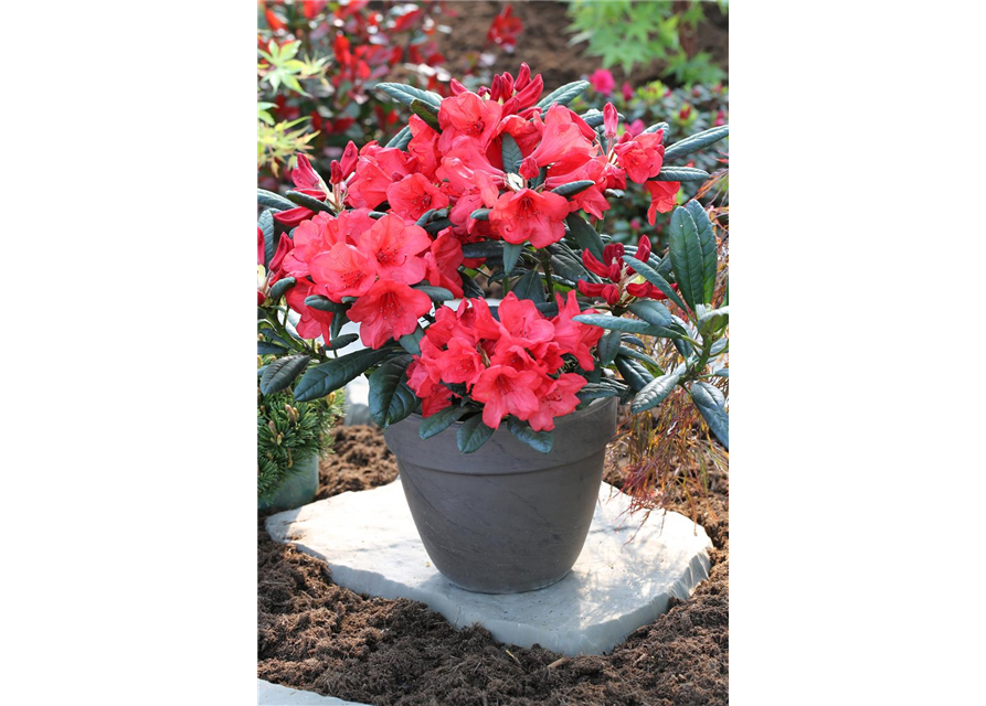 Rhododendron 'Elizabeth Red Foliage'