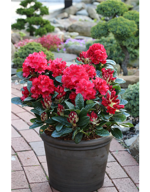 Rhododendron 'Lisetta'®