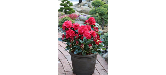 Rhododendron 'Lisetta'®