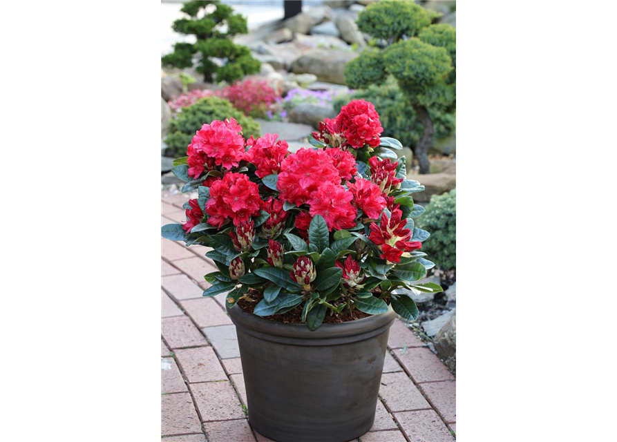 Rhododendron 'Lisetta'®