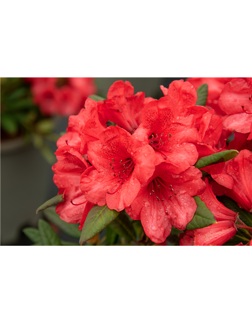 Rhododendron 'Elizabeth'