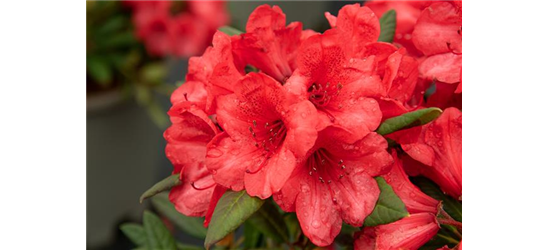 Rhododendron 'Elizabeth'