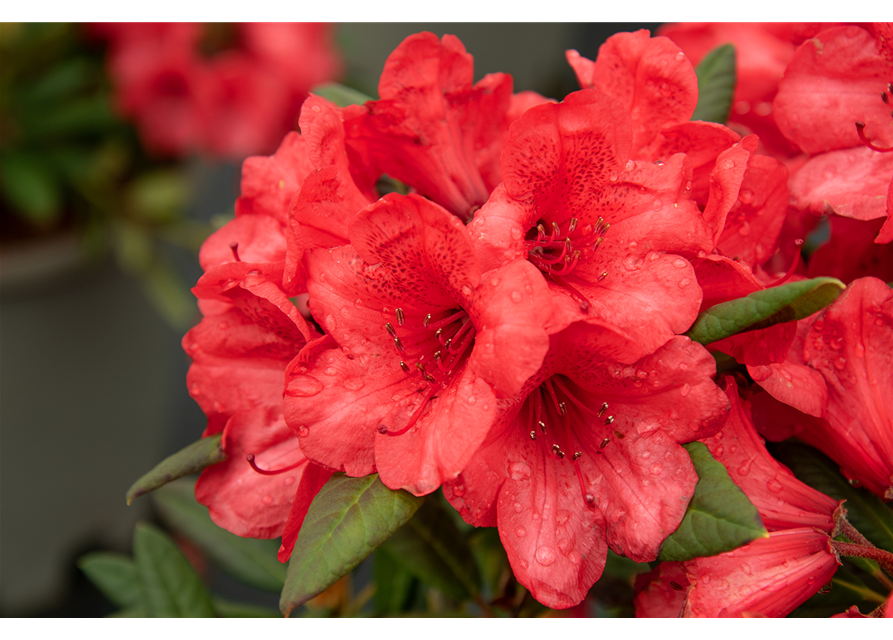 Rhododendron 'Elizabeth'