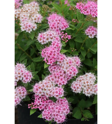 Sommerspiere 'Little Princess'