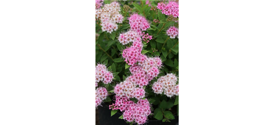 Sommerspiere 'Little Princess'