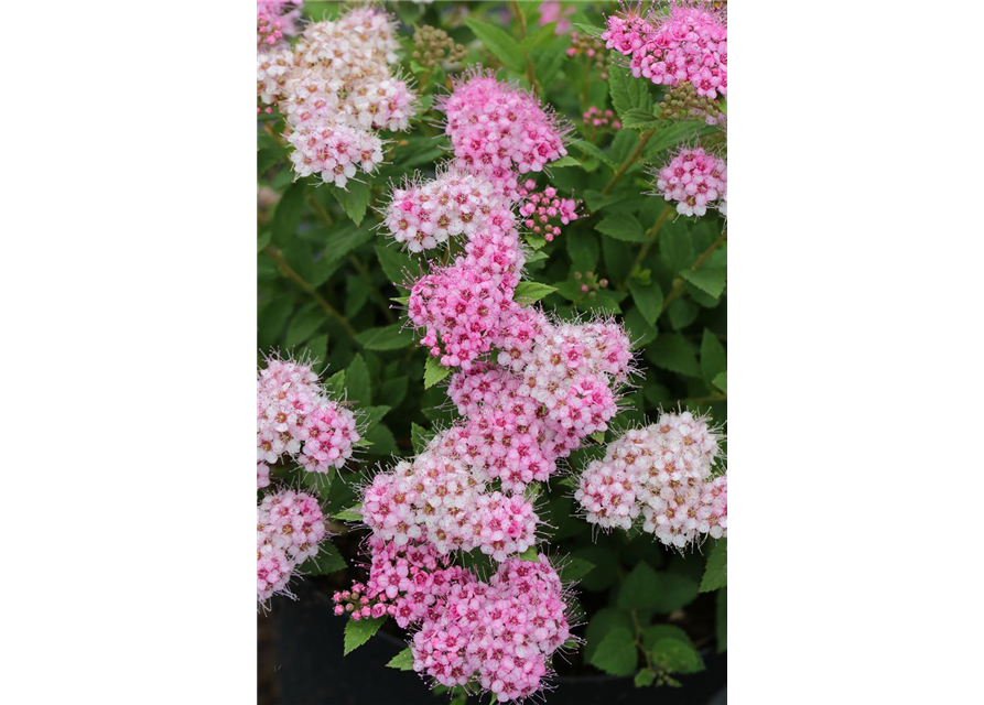 Sommerspiere 'Little Princess'