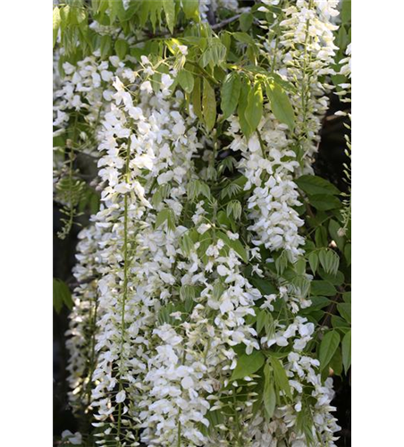 Wisteria floribunda 'Alba'