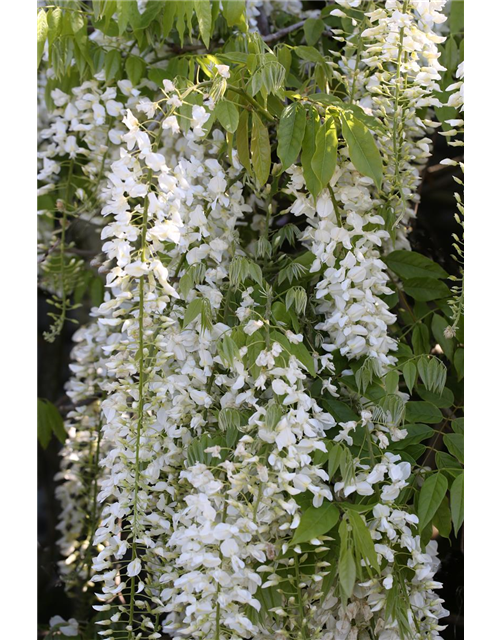 Wisteria floribunda 'Alba'